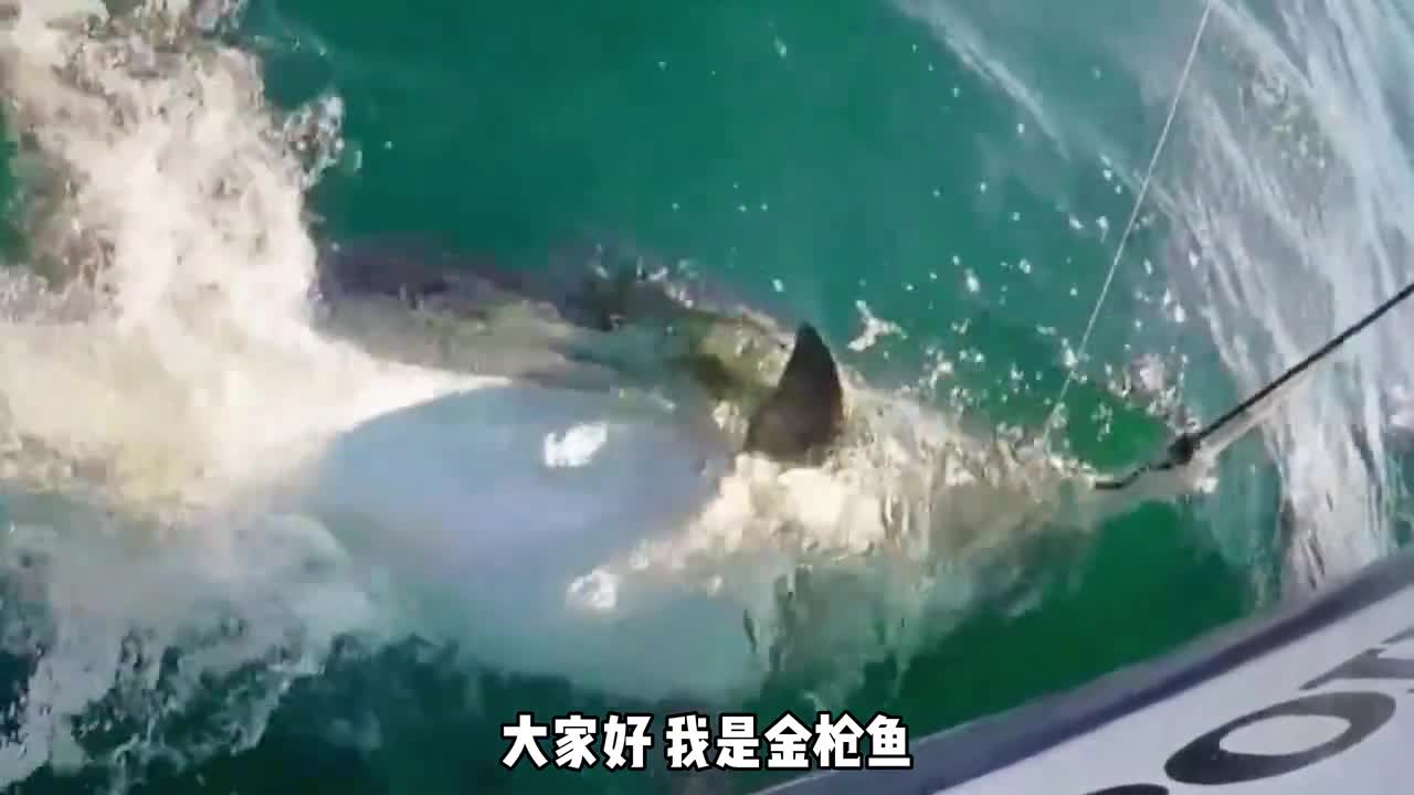 我最大的进化错误就是让自己的肉变得很好吃