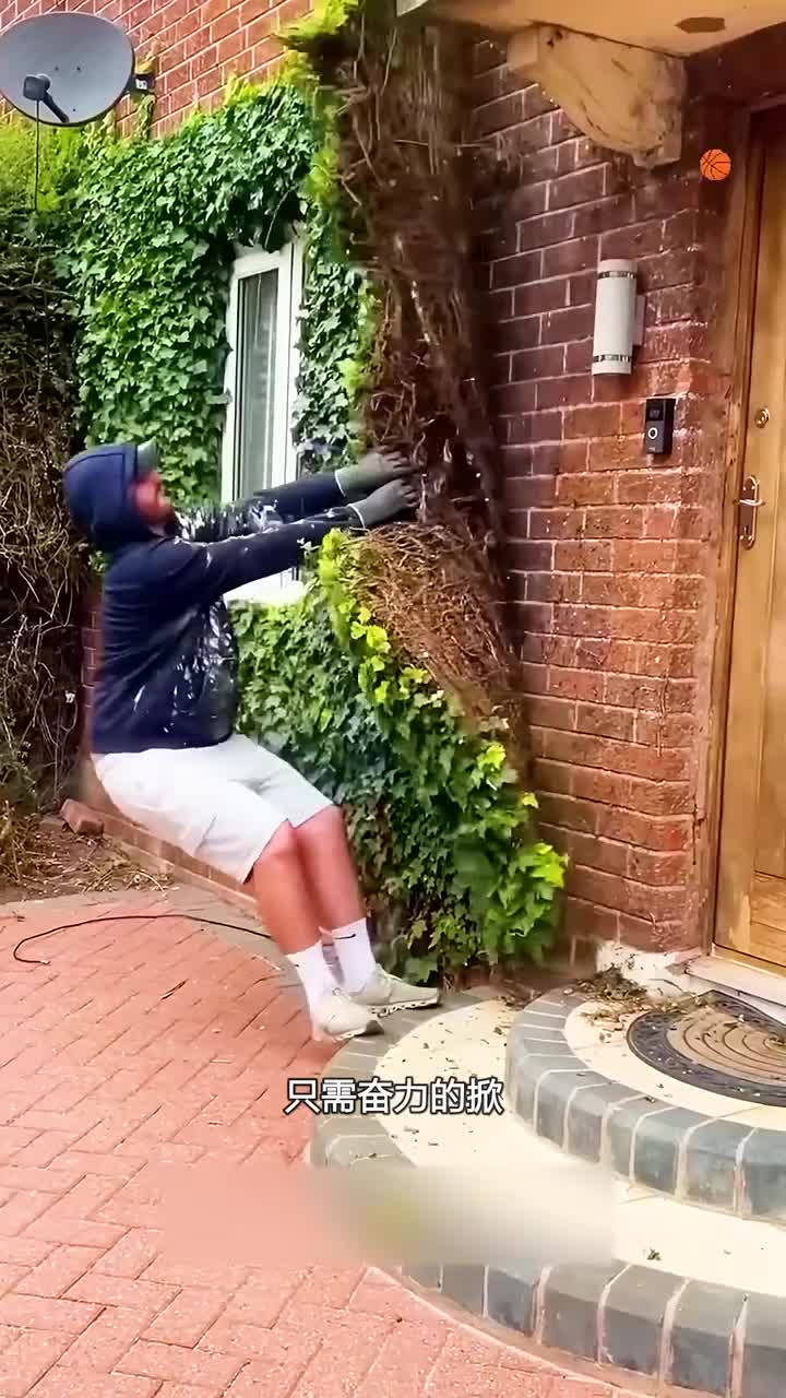 清理常青藤的原因