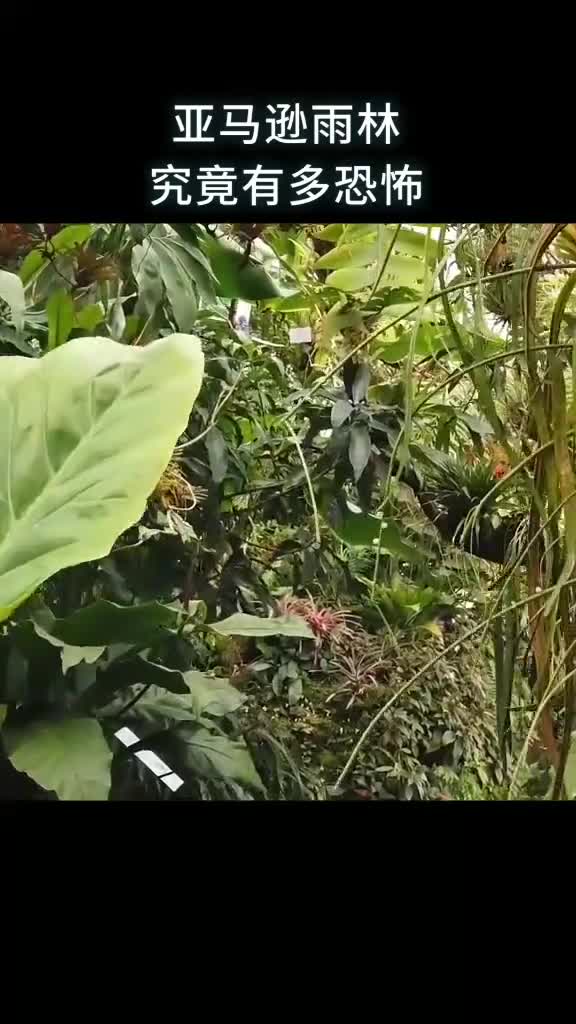 亚马逊雨林究竟有多恐怖