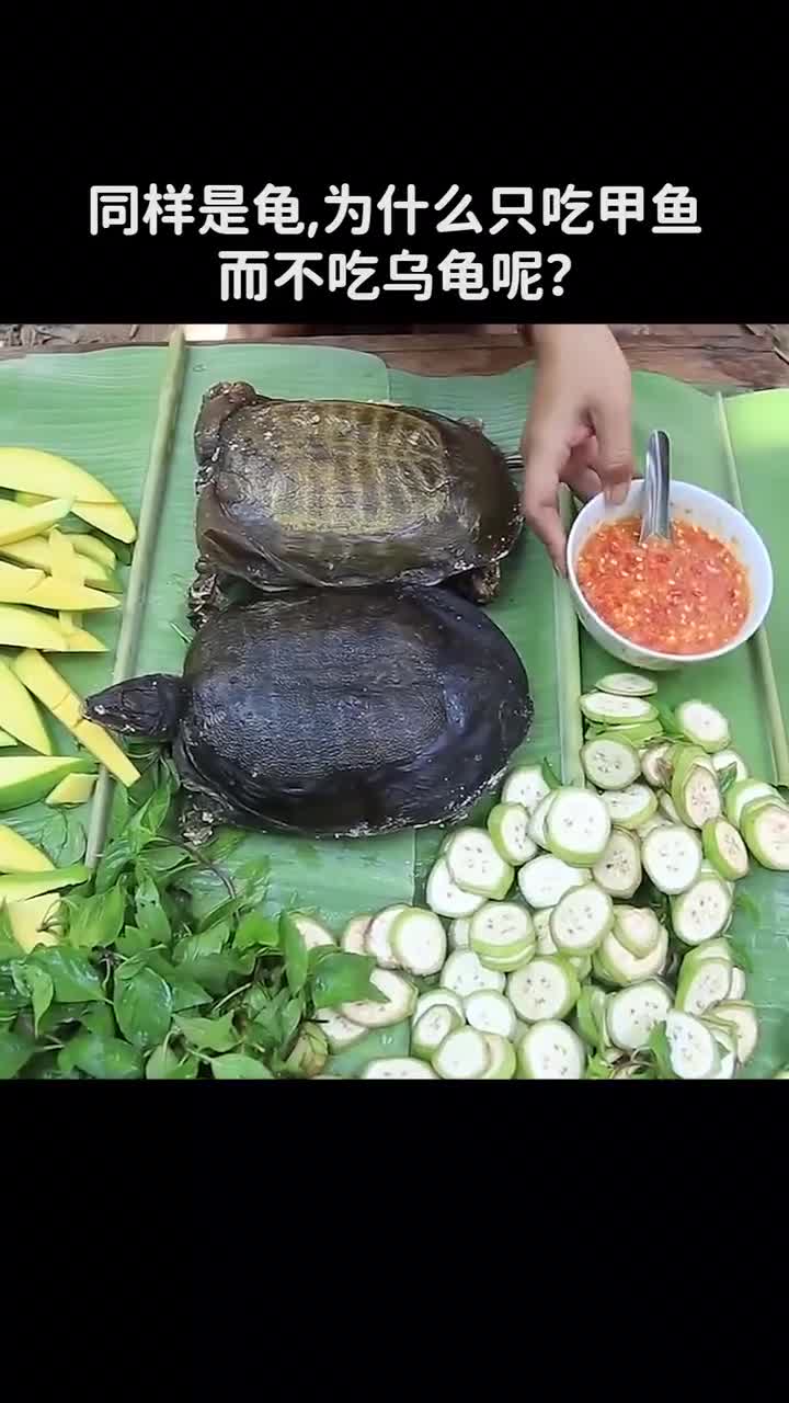 同样是龟为什么只吃甲鱼很少有人吃乌龟呢