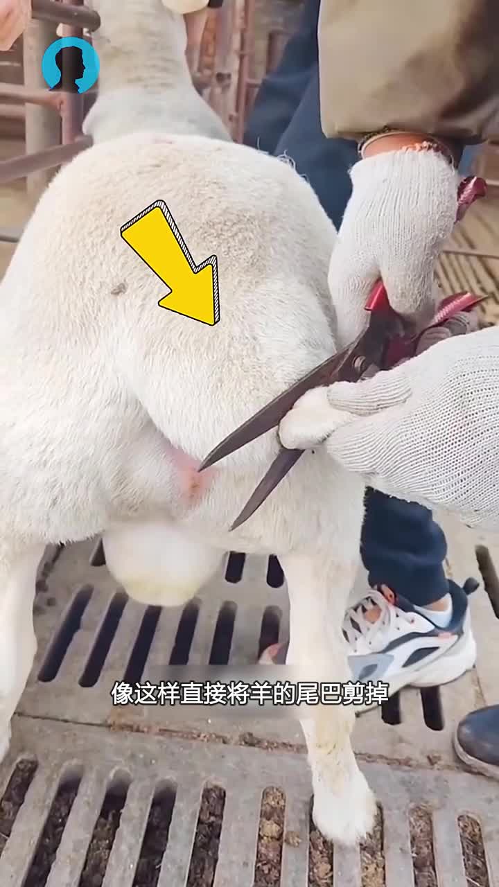 羊断尾的原因