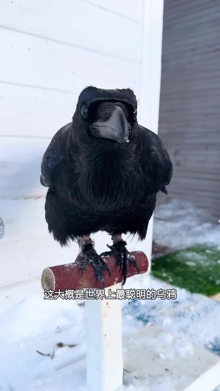 乌鸦为何聪明