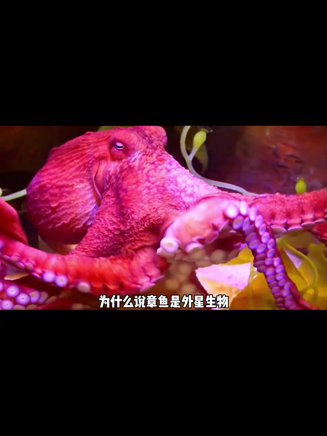 为什么章鱼被称为外星物种