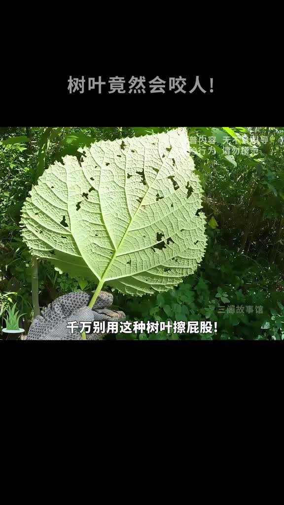 树叶竟然会咬人