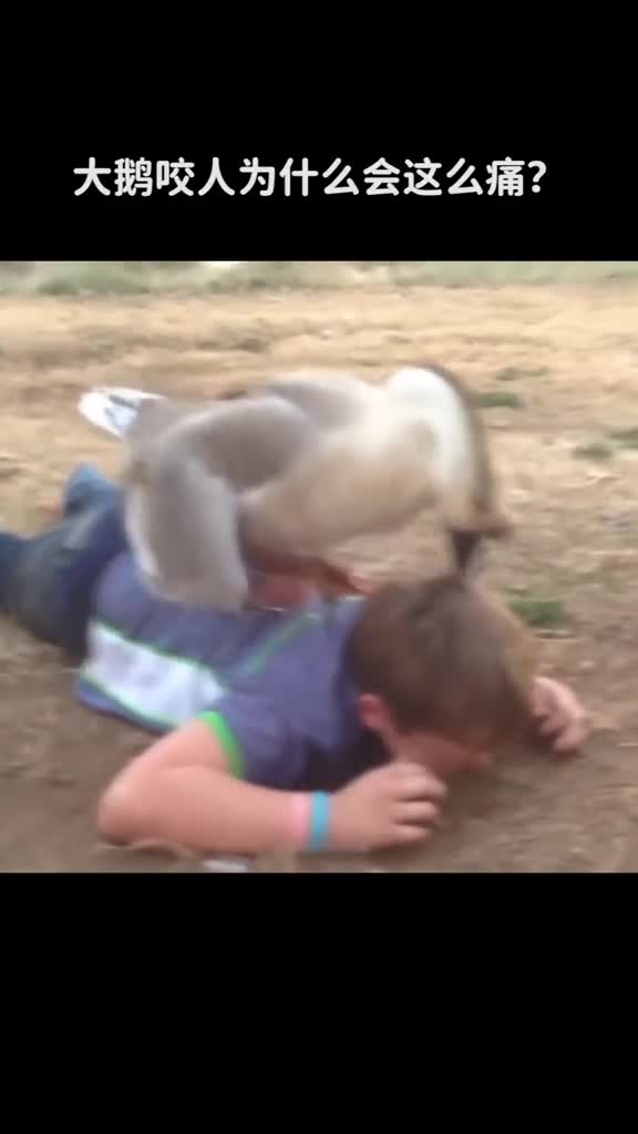 大鹅咬人为什么会这么痛