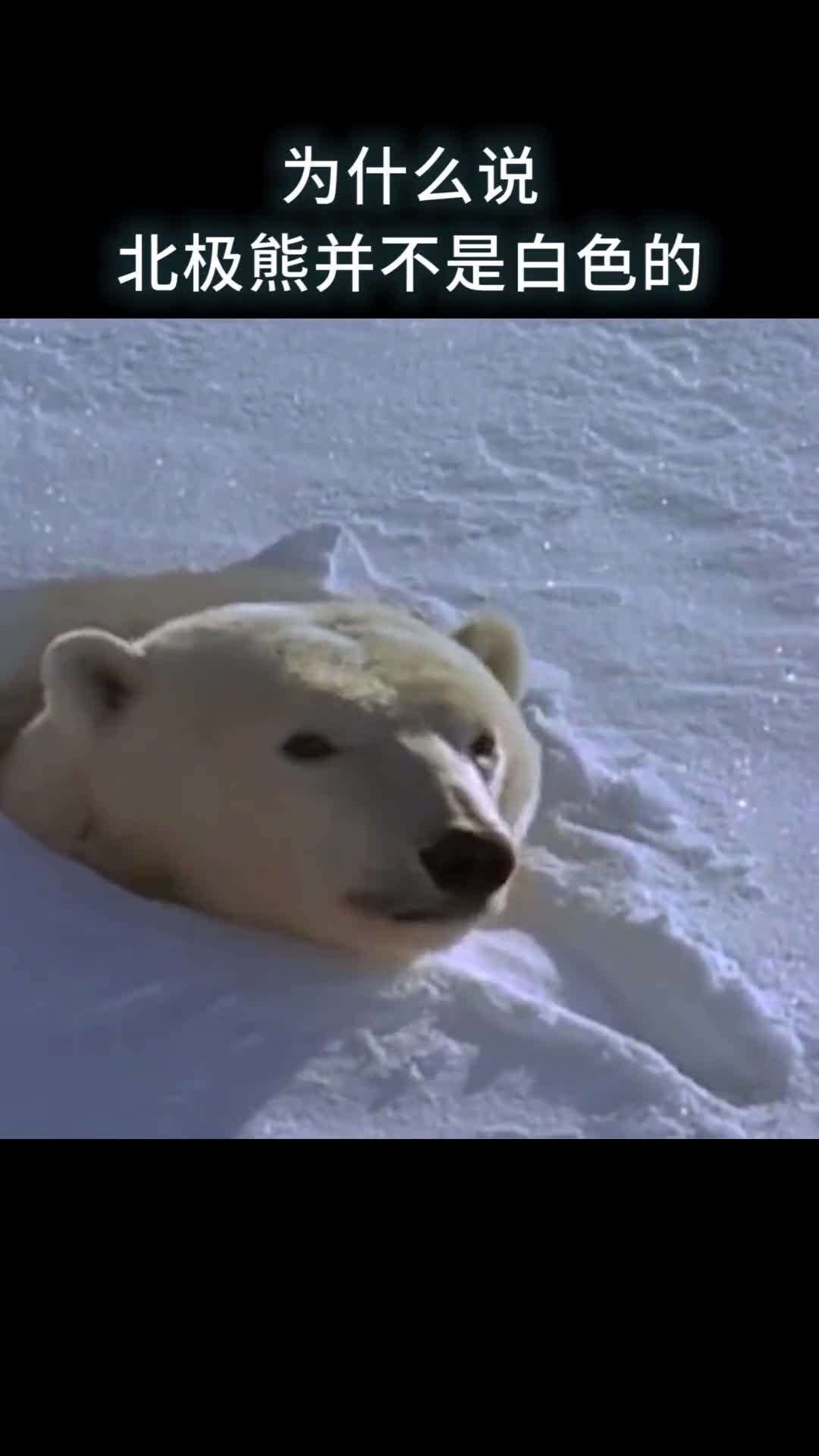 为什么说北极熊并不是白色的