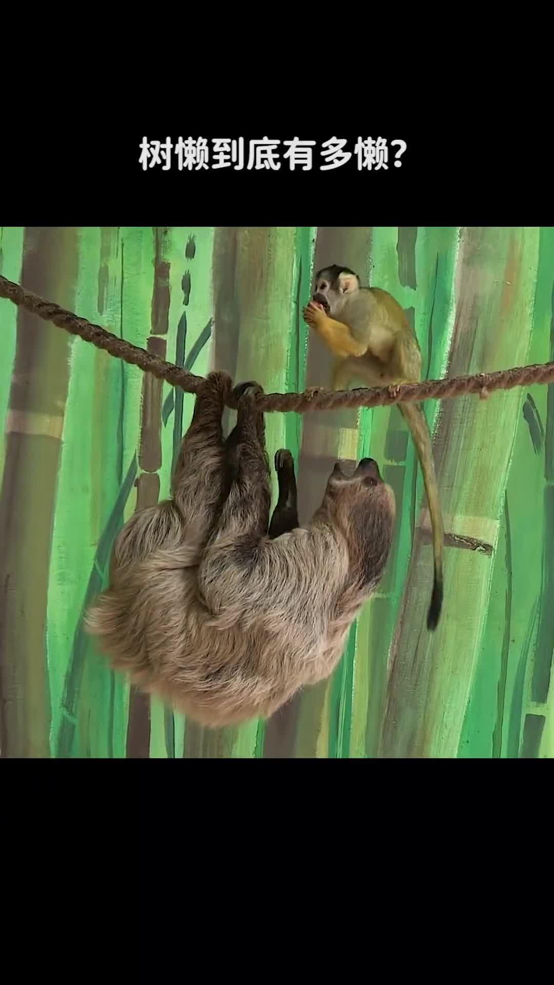 树懒到底有多懒