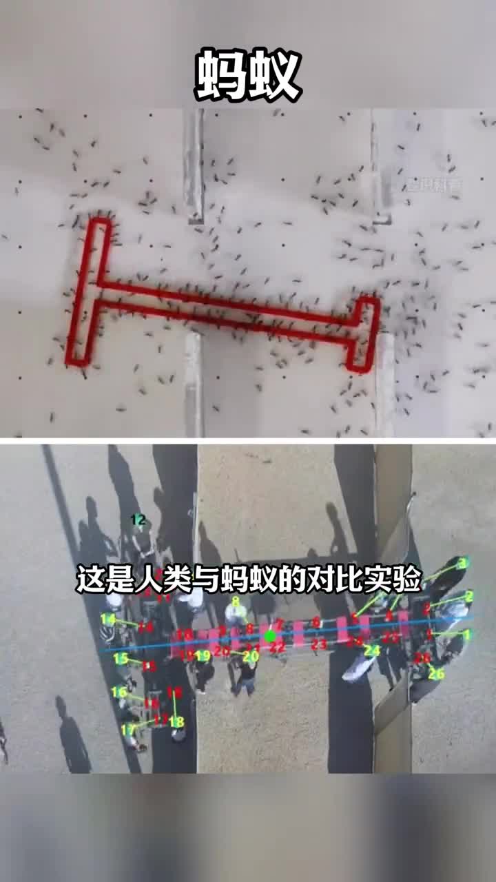 神奇的蚂蚁协作能力