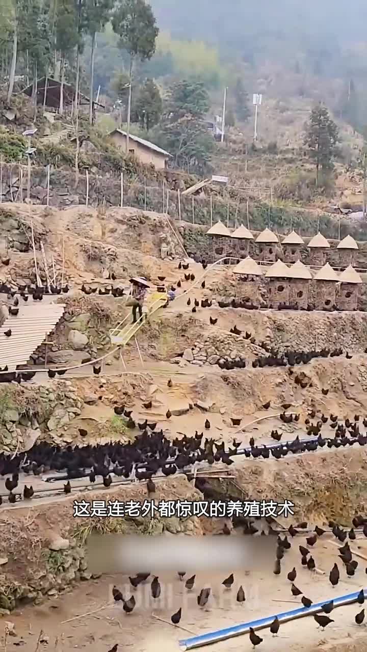 连老外都惊叹的养殖技术
