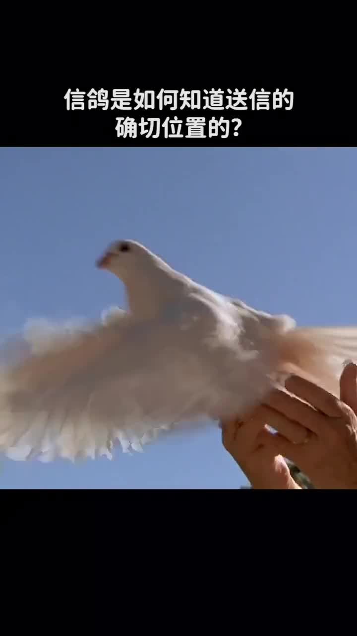 信鸽是如何知道送信位置的