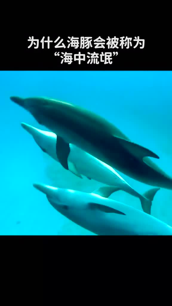 为什么海豚会被称为海中流氓