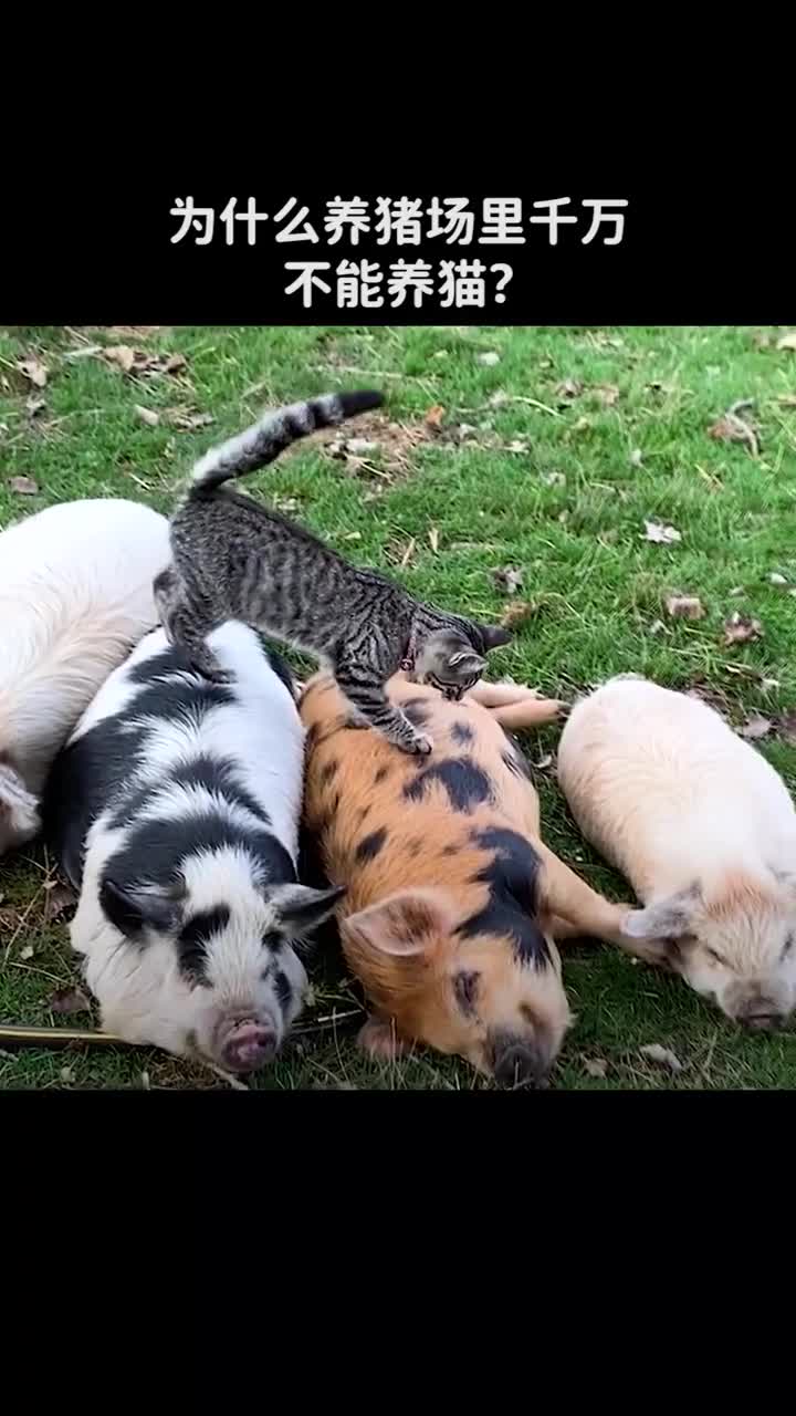 为什么说养猪场里千万不要养猫呢