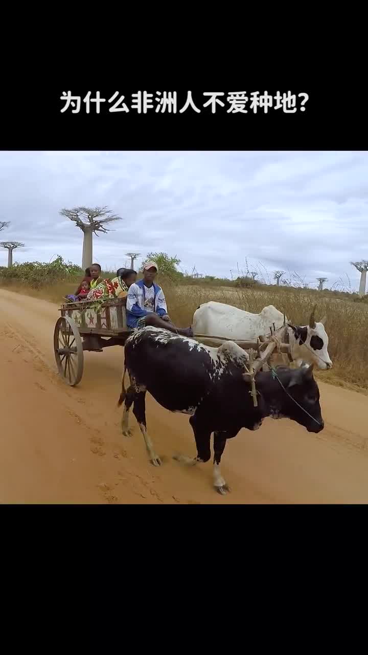 为什么非洲人不爱种地呢