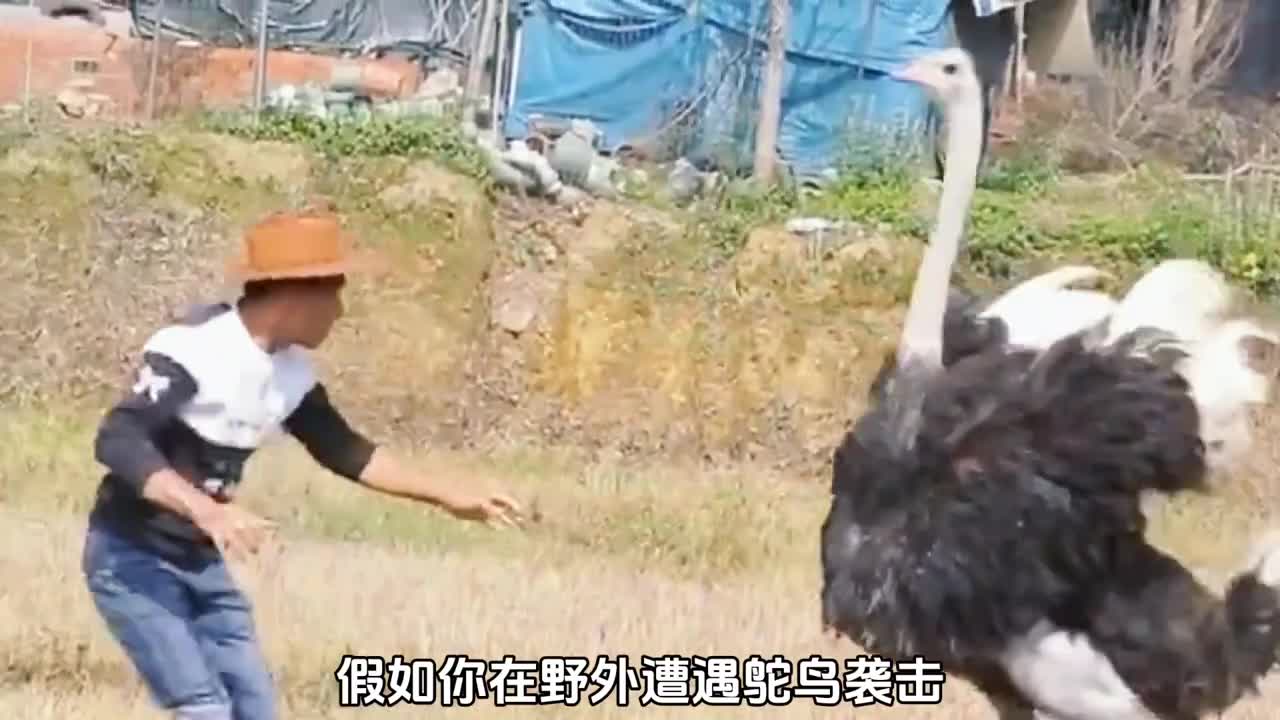 假如在野外遭遇鸵鸟袭击应该怎么办