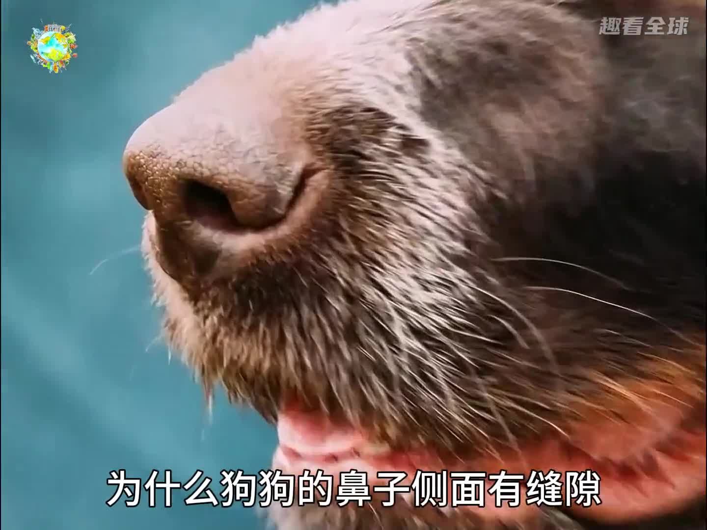 人死亡后指甲还会生长吗