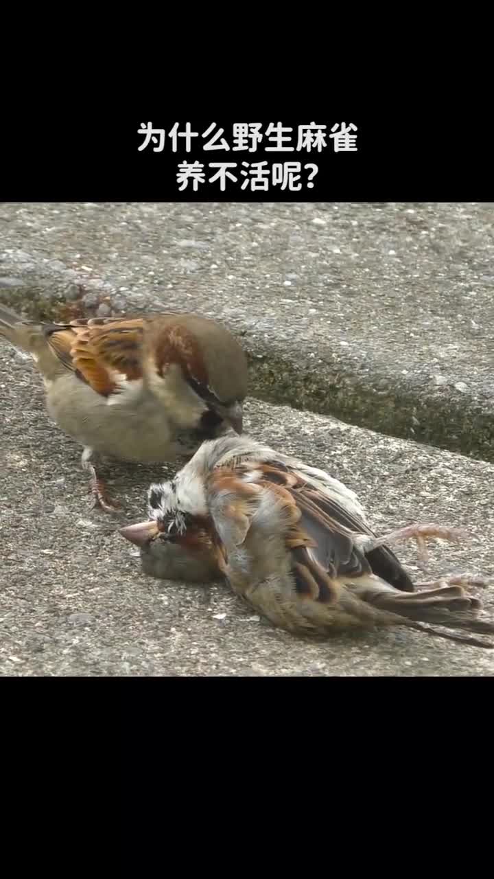 为什么野生麻雀养不活呢