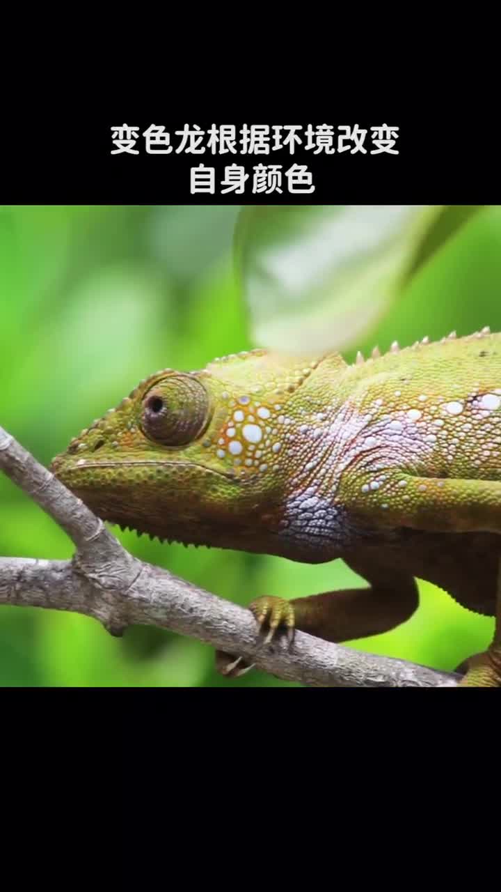 变色龙根据环境改变自身颜色那遇到水会变透明吗