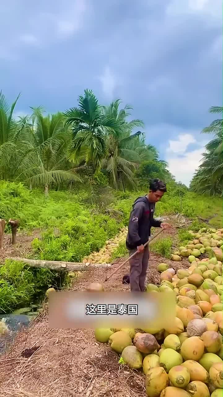 泰国人独特的运椰子方式