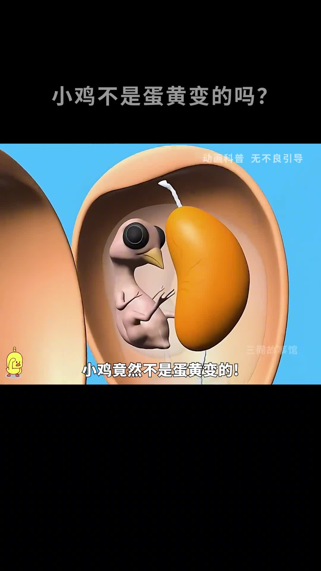 小鸡不是蛋黄变的吗