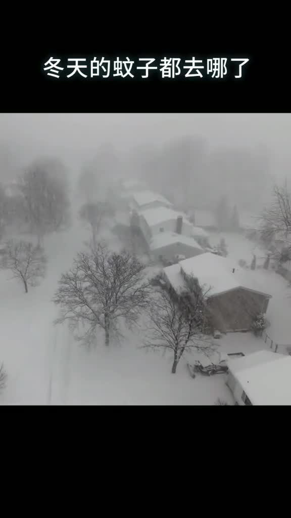 冬天的蚊子都去哪了