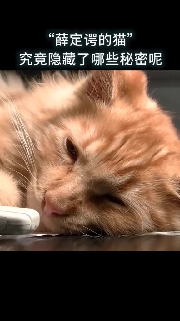 薛定谔的猫究竟隐藏了哪些秘密呢