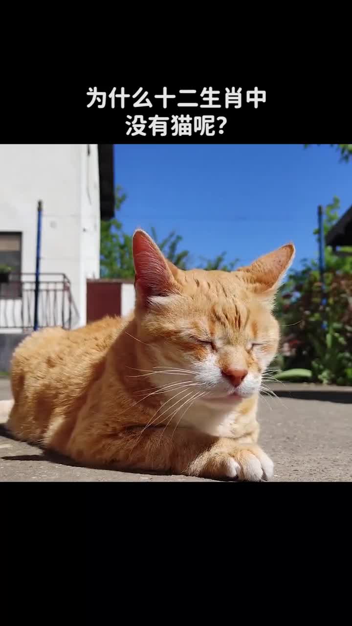 为什么十二生肖中没有猫