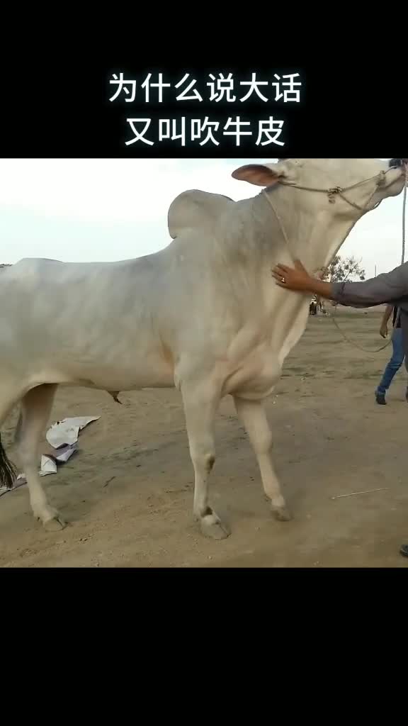 为什么说大话又叫吹牛皮