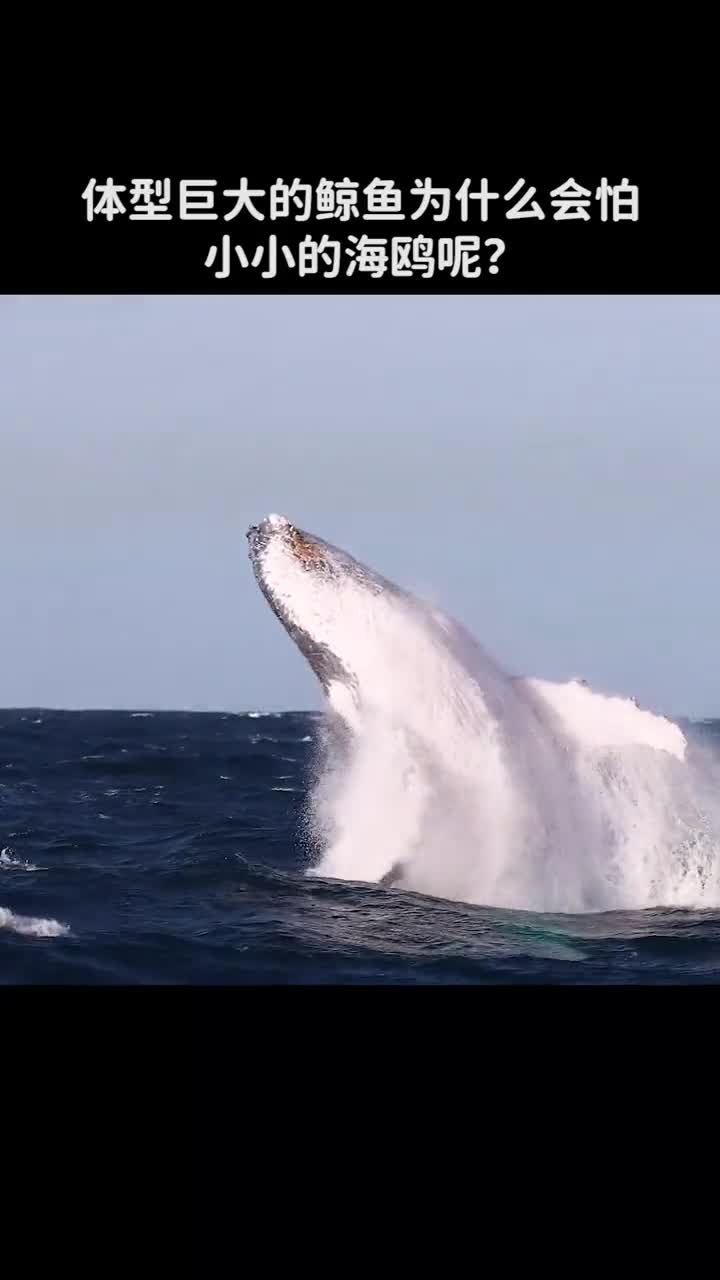鲸鱼为什么会怕小小的海鸥呢