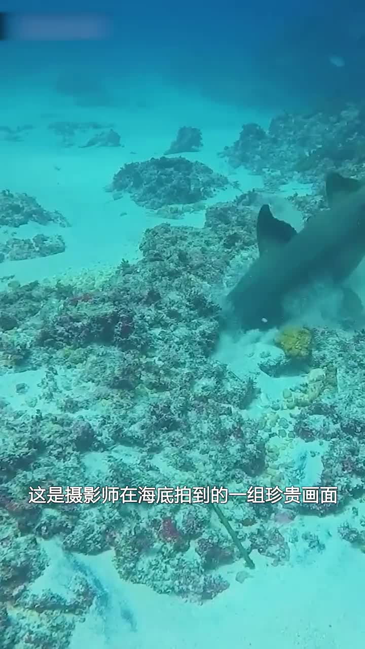 这是一个价值十万美金的画面精彩又罕见