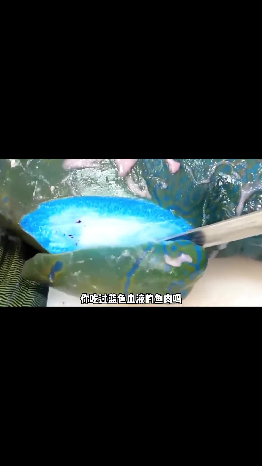 你吃过蓝色血液的鱼肉嘛为了不成为人类舌尖上的美味我全身进化成了蓝色最终也没有逃过人类的渔网