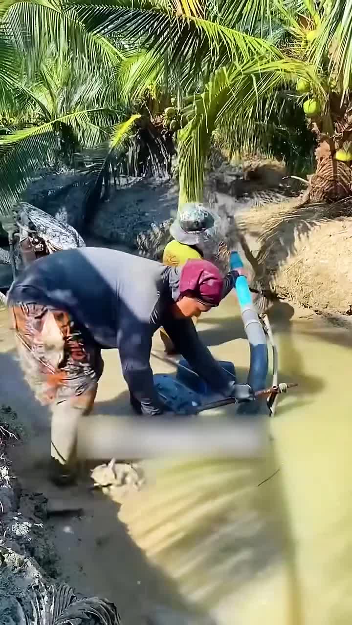 泰国人用河道运椰子