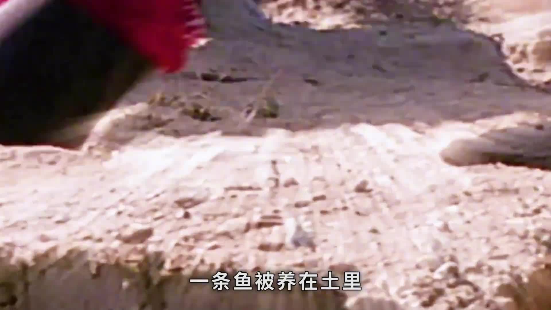 在土里埋三年还能活的鱼你见过吗