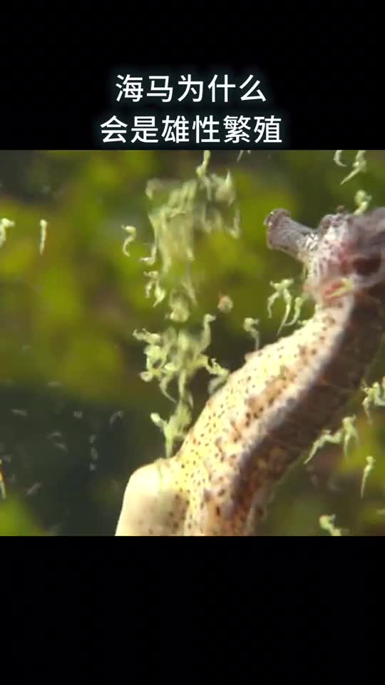 海马为什么会是雄性繁殖
