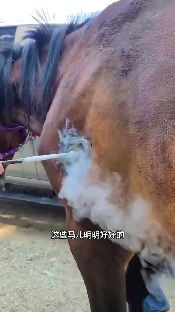 专用于动物的液氮纹身