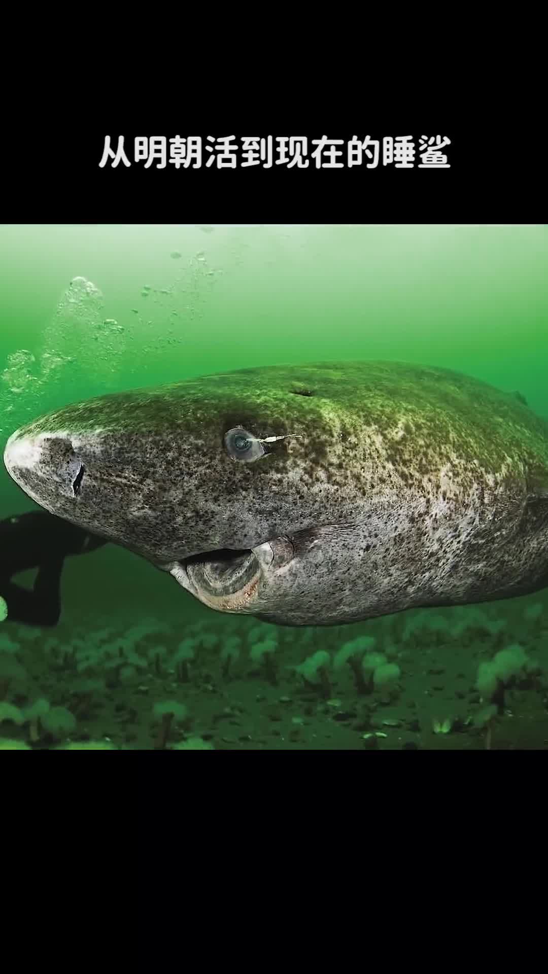 从明朝活到现在的睡鲨到底有多长寿