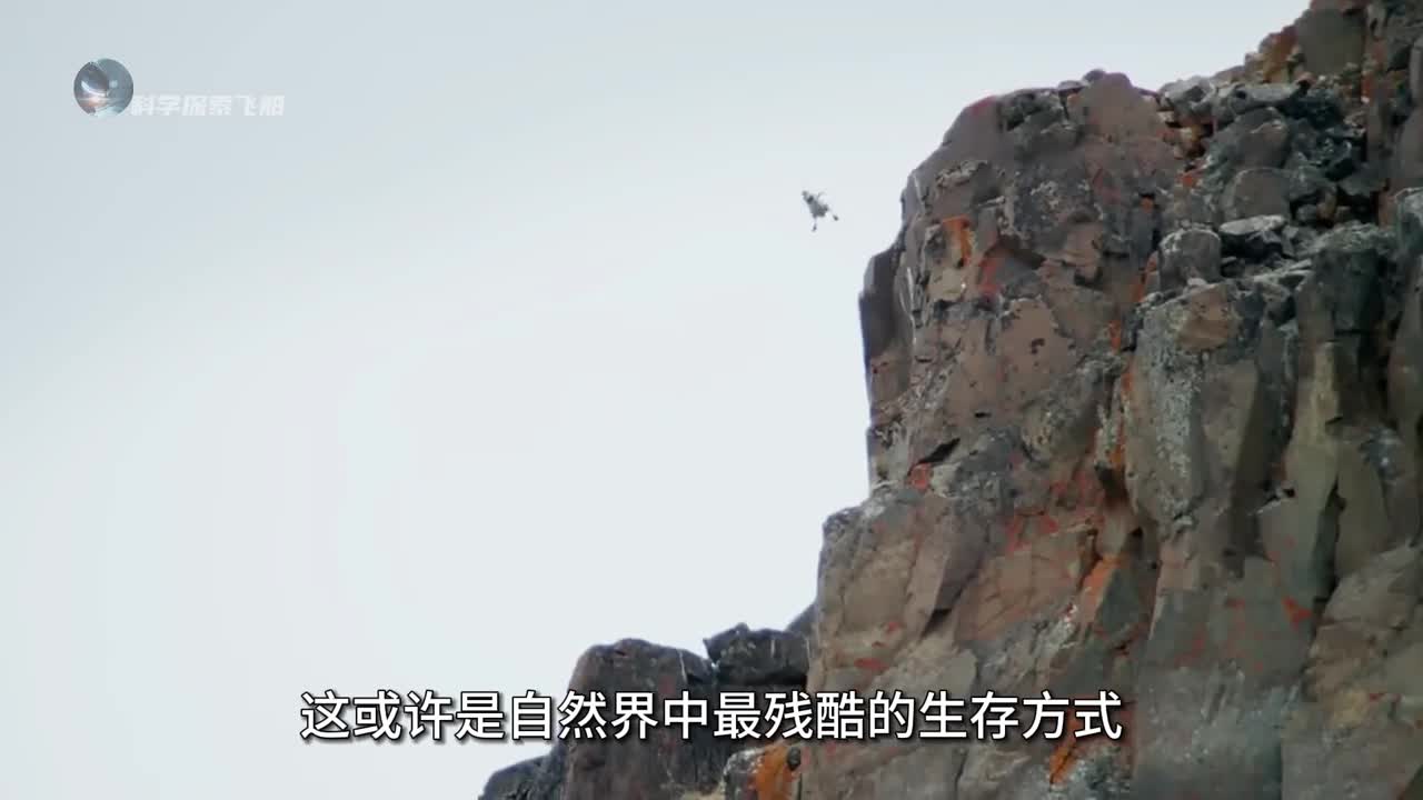 为什么刚出生就要跳崖藤壶鹅的宿命到底有多残酷