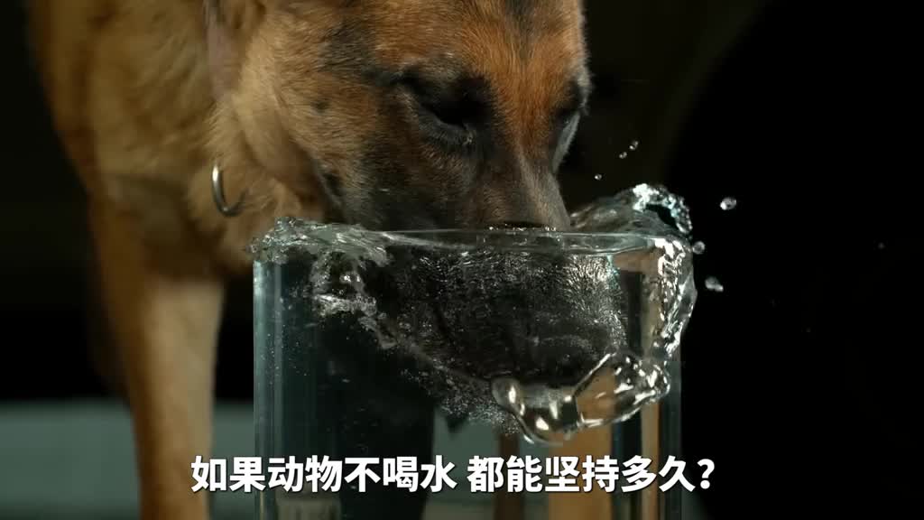 如果动物不喝水都能坚持多久