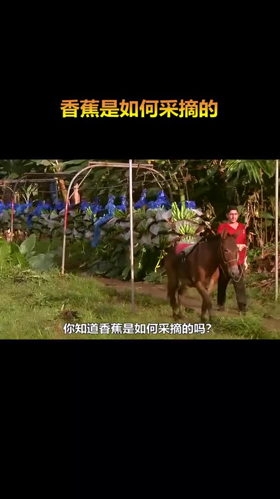 你知道香蕉是如何采摘的吗