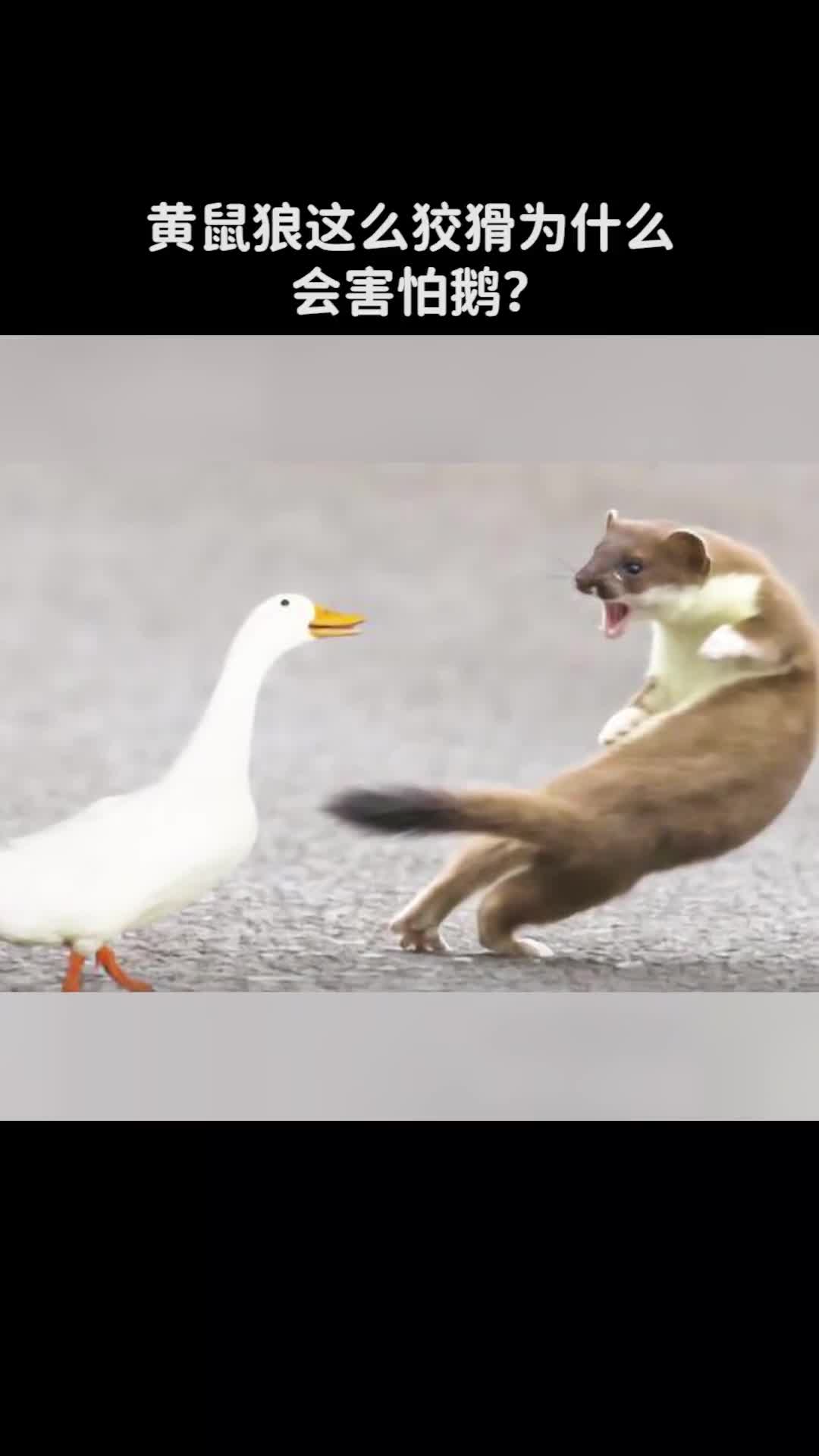 黄鼠狼这么狡猾为什么会害怕鹅
