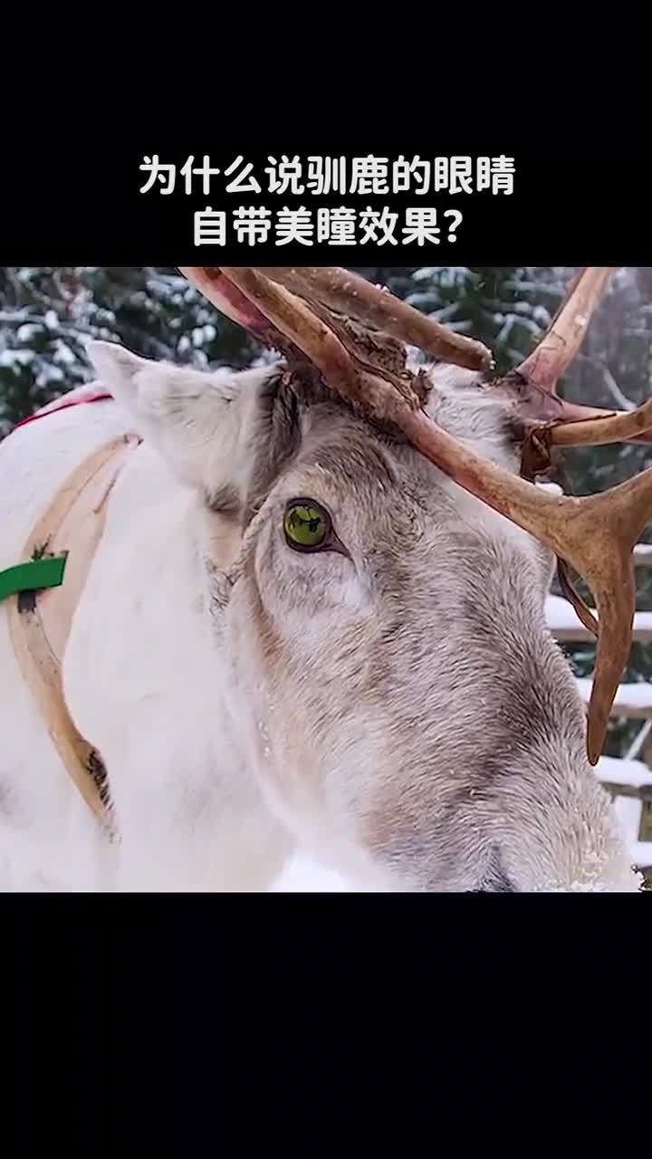 为什么说驯鹿的眼睛自带美瞳效果