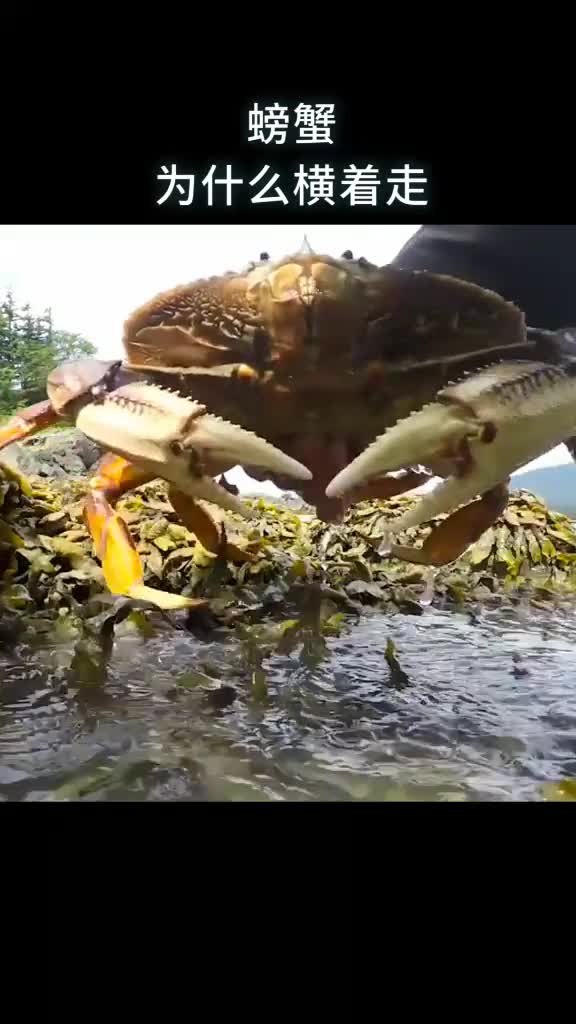 螃蟹为什么横着走