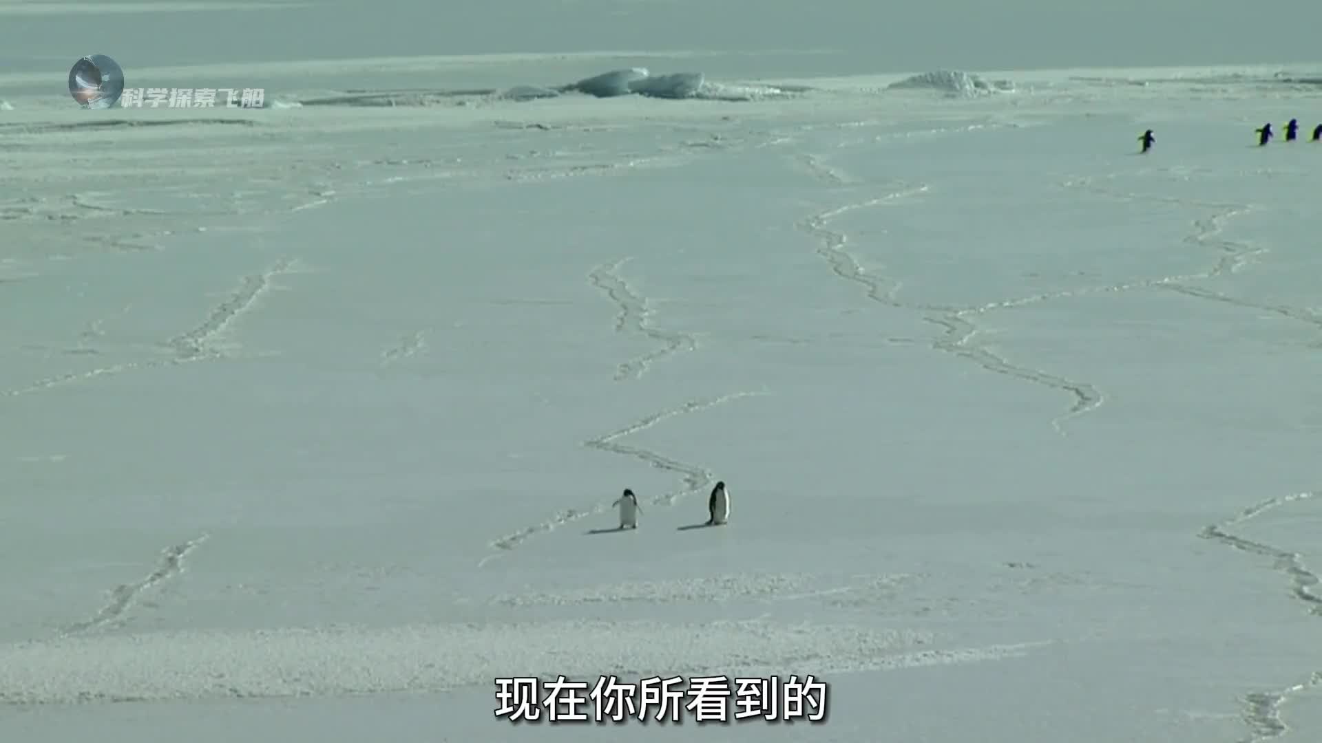 倔强又悲壮的小企鹅朝着群山走去它究竟经历了什么才会这样