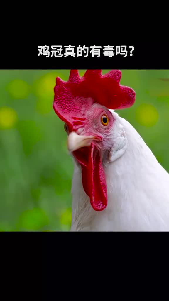 鸡冠真的有毒吗