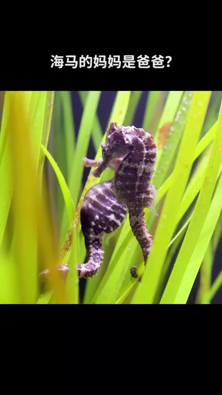 海马的妈妈是爸爸