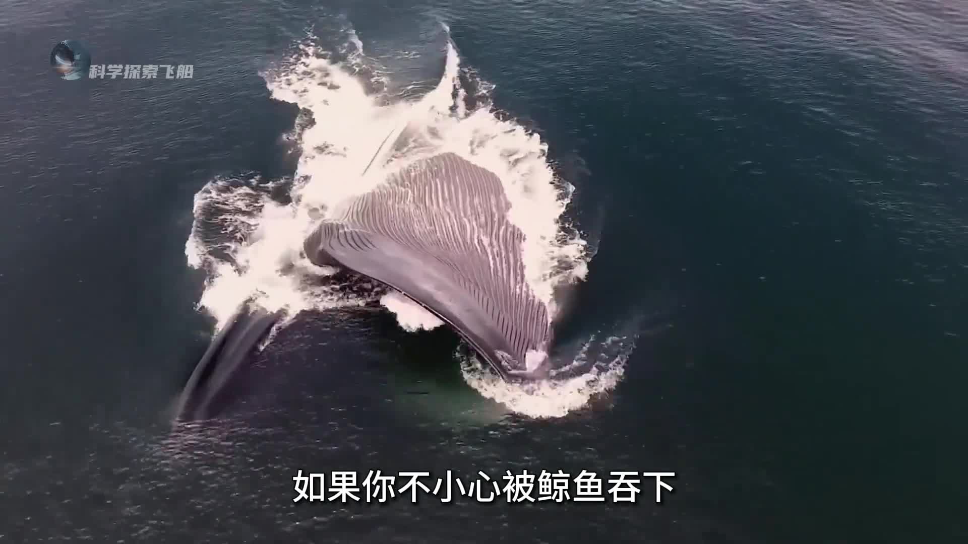 假设你不小心被鲸鱼吞下会发生什么