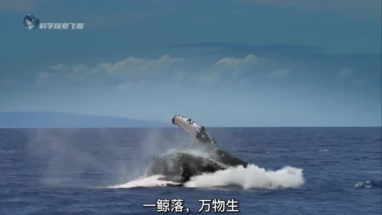 一鲸落万物生这个世上最浪漫的重生仪式给予了寒冷且黑暗的深海最后的温柔