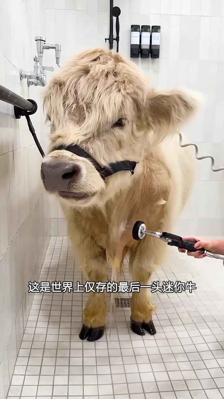 国外小姐姐和她的天价宠物