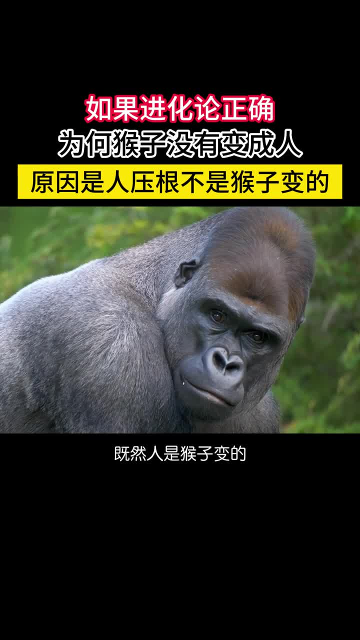如果进化论是正确的那为何黑猩猩不会进化成人呢人是猴子变的大概是对进化论的最大误解人类的进化之路非常清晰我们和黑猩猩有共同的祖先森林古猿但两者的进化早在500万年前就分道扬镳了走上了不同的进化之路地球上现存的灵长类动物包括黑猩猩都不是我们的祖先将来也不会进化成人