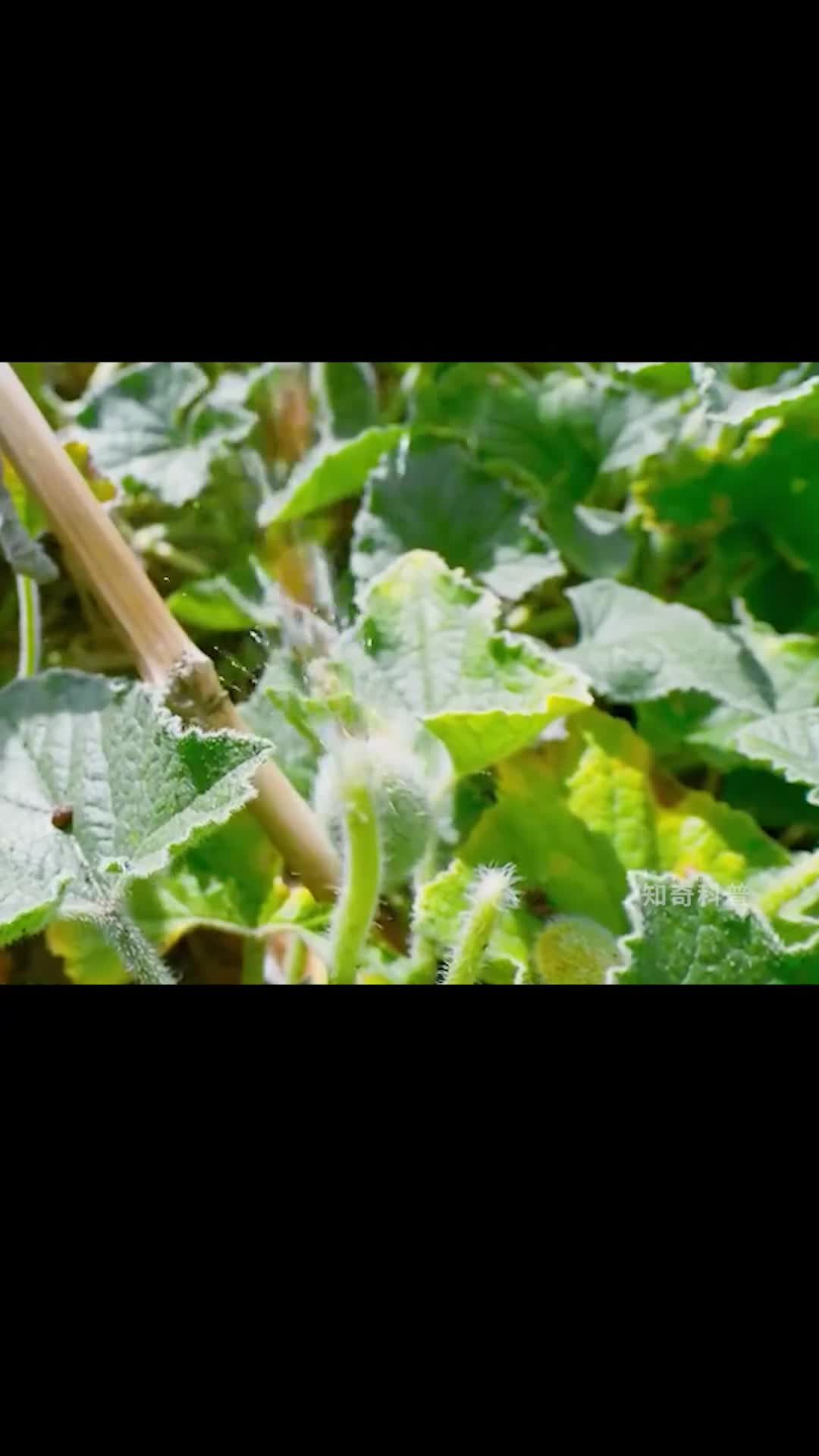 会喷子弹的瓜你见过吗