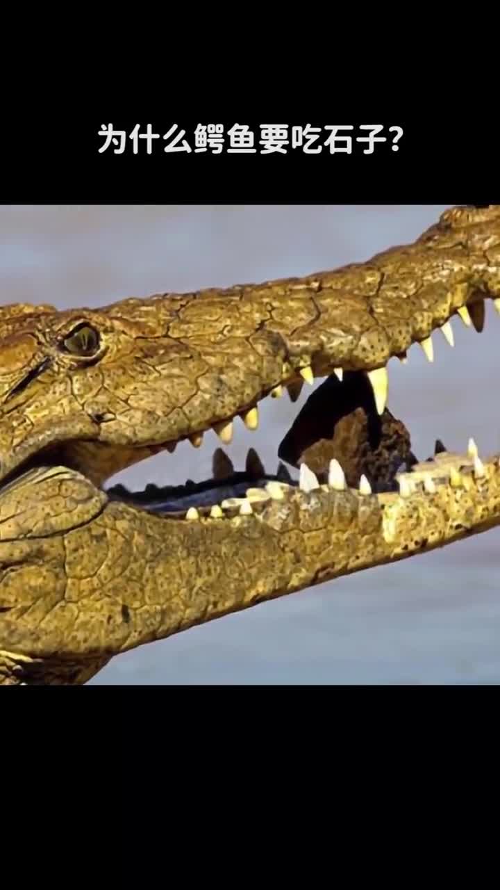 为什么鳄鱼要吃石子